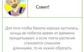 Ампельное и аквариумное растение бакопа: основные виды, фото цветов, самостоятельная посадка и уход