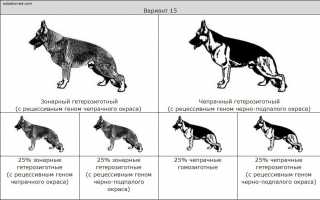 Немецкая овчарка — полная характеристика и описание породы от А до Я! Интересные факты, фото, уход, питание