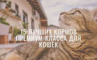 Лучший сухой корм для кошек: рейтинг сухих кормов для кошек