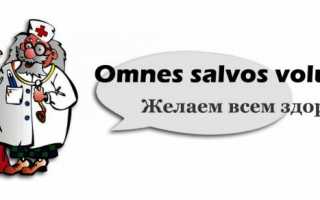 Чем кормить йоркширского терьера — что едят йорки, питание в домашних условиях